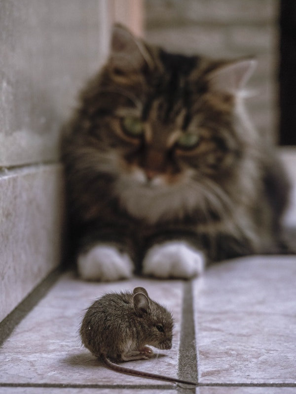 老鼠的天敵_貓 老鼠的天敵_貓