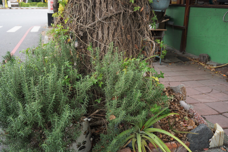 花蓮素食_夏太熱蔬食披薩pizza 花蓮素食_夏太熱蔬食披薩pizza