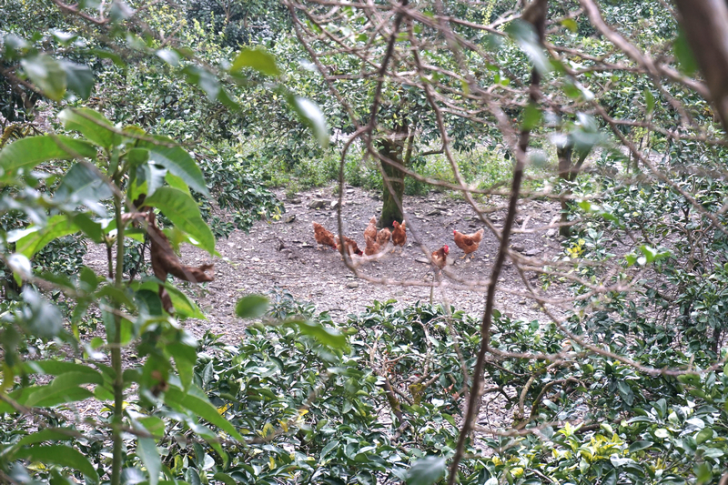 宜蘭住宿_冬山幸福柚子鄉村民宿