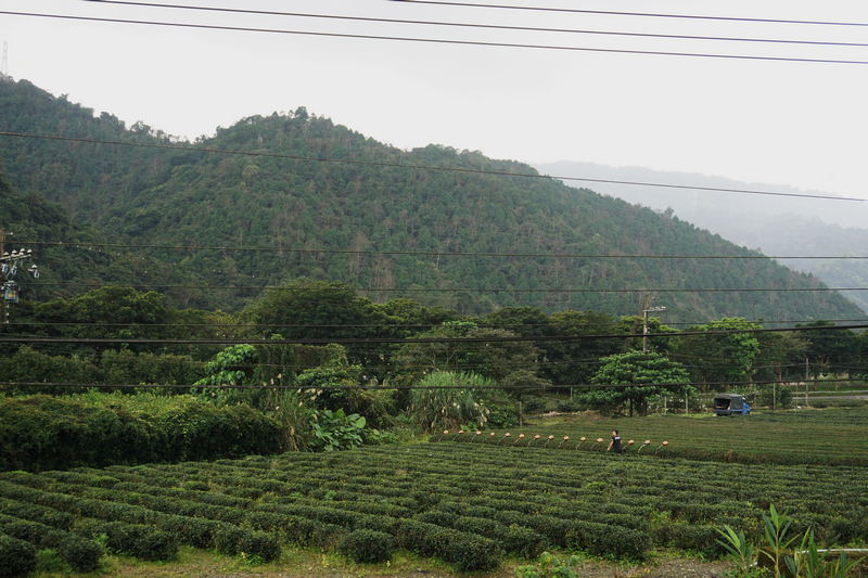 宜蘭農事體驗旅行_冬山正福茶園採茶