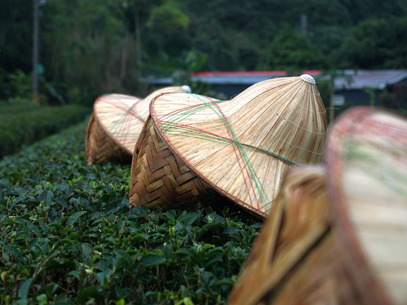 宜蘭農事體驗旅行_冬山正福茶園採茶