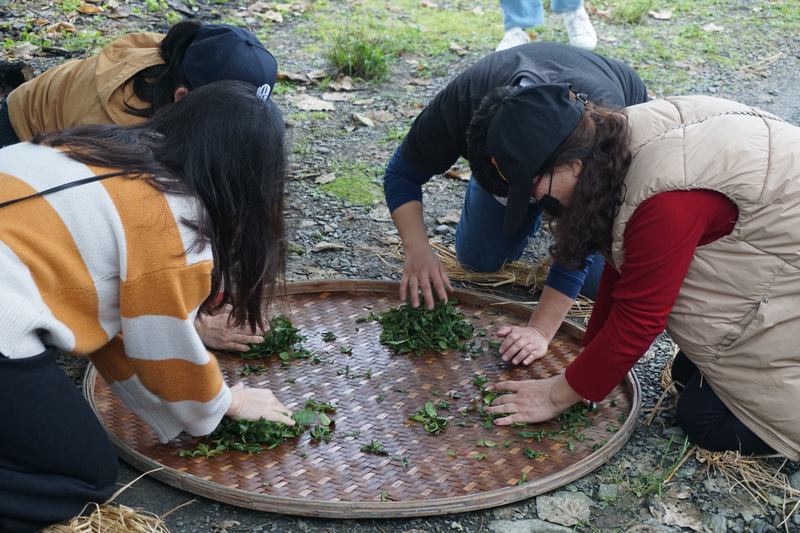 宜蘭農事體驗旅行_冬山正福茶園揉茶