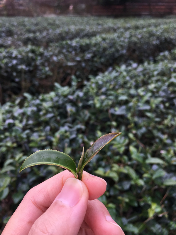 宜蘭農事體驗旅行_冬山正福茶園採茶