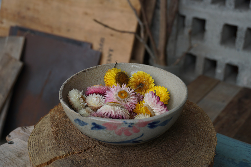 台東_關山_惣在生活_麥桿菊 台東_關山_惣在生活_麥桿菊
