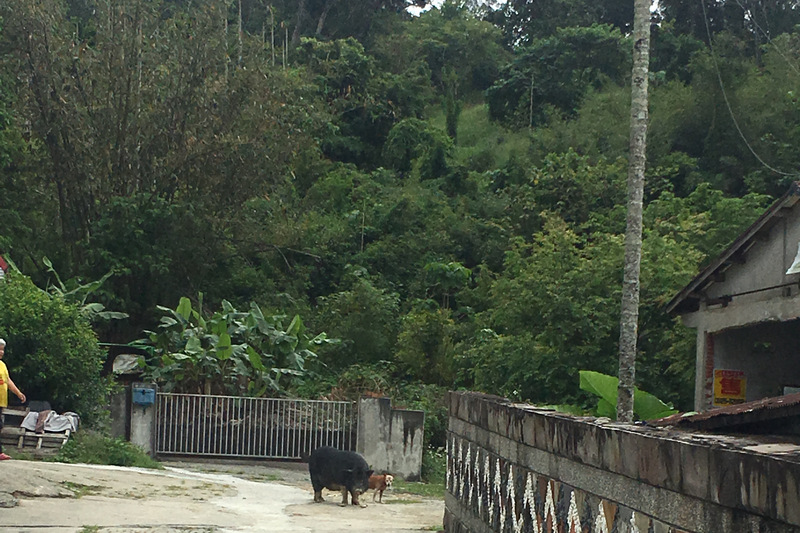 台東關山_電光部落_日出禾作