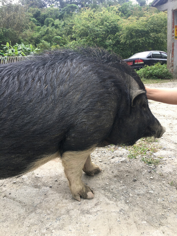 台東關山_電光部落_日出禾作