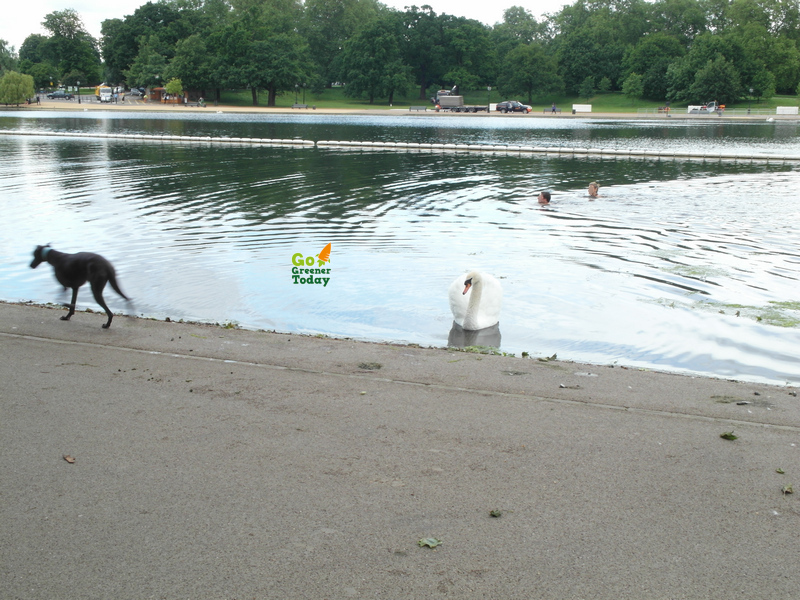 忘記是英國倫敦哪個公園,人與鵝在公園湖泊裡游泳 忘記是英國倫敦哪個公園,人與鵝在公園湖泊裡游泳
