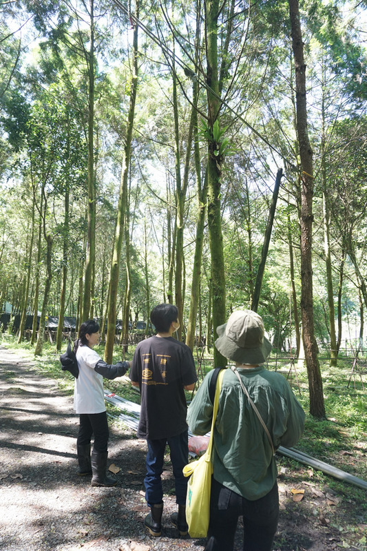 宜蘭馬告有機農場_有機段木香菇 宜蘭馬告有機農場_有機段木香菇