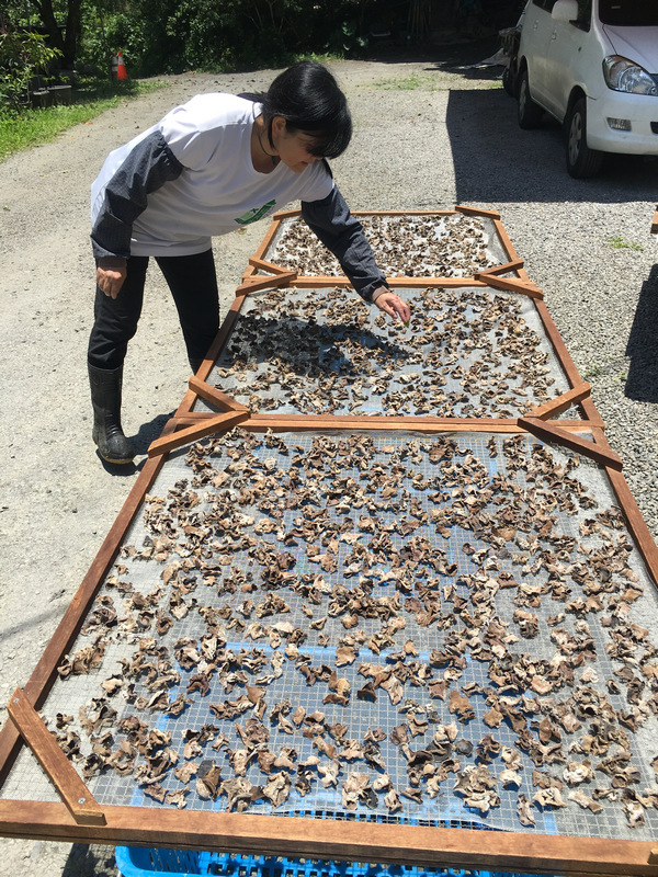 宜蘭馬告有機農場_有機段木木耳 宜蘭馬告有機農場_有機段木木耳