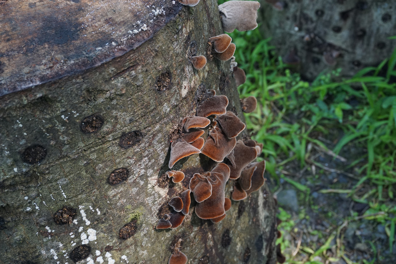 宜蘭馬告有機農場_有機段木木耳 宜蘭馬告有機農場_有機段木木耳