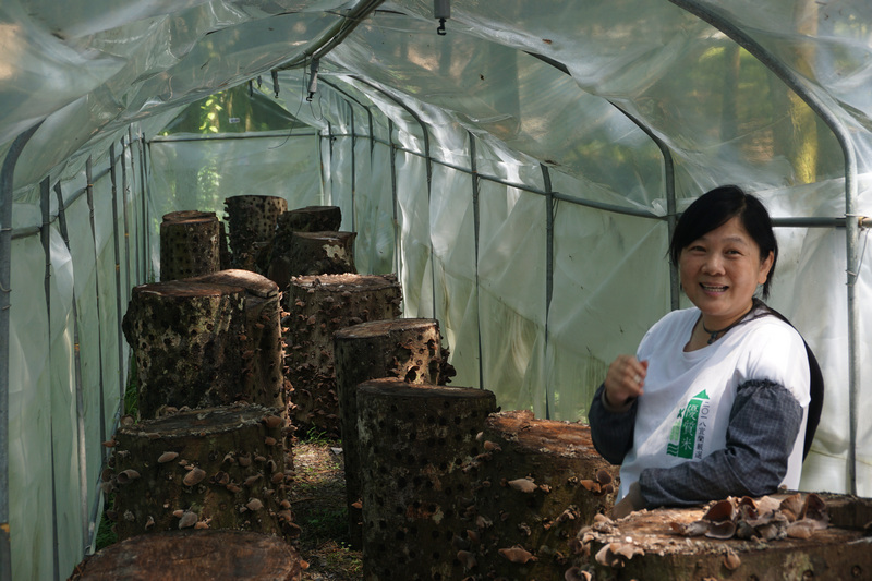 宜蘭馬告有機農場_有機段木木耳 宜蘭馬告有機農場_有機段木木耳