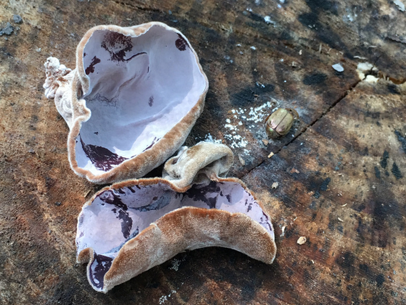 宜蘭馬告有機農場_有機段木木耳 宜蘭馬告有機農場_有機段木木耳