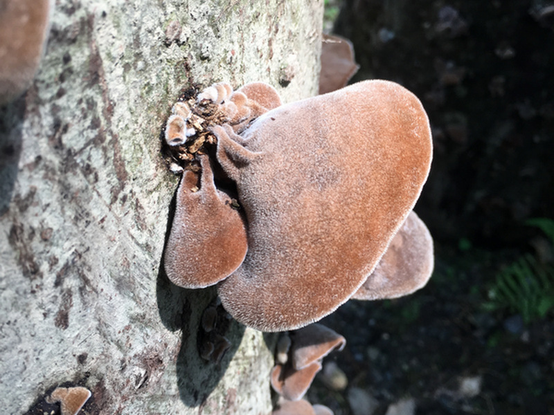宜蘭馬告有機農場_有機段木木耳