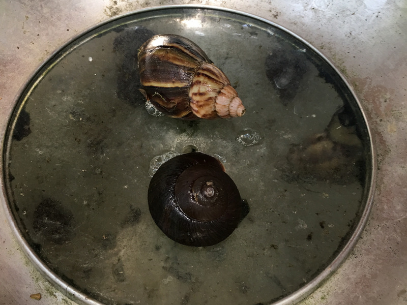 宜蘭馬告有機農場_有機段木香菇、有機段木木耳 宜蘭馬告有機農場_有機段木香菇、有機段木木耳