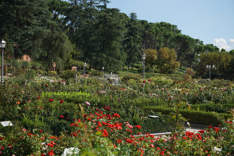 西班牙馬德里景點_玫瑰花園 Rosaleda del Parque del Oeste 西班牙馬德里景點_玫瑰花園 Rosaleda del Parque del Oeste