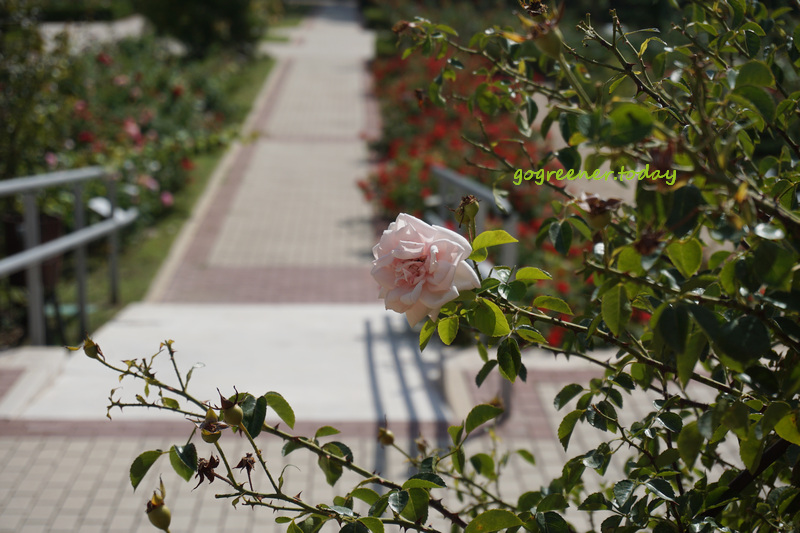 西班牙馬德里景點_玫瑰花園 Rosaleda del Parque del Oeste 西班牙馬德里景點_玫瑰花園 Rosaleda del Parque del Oeste