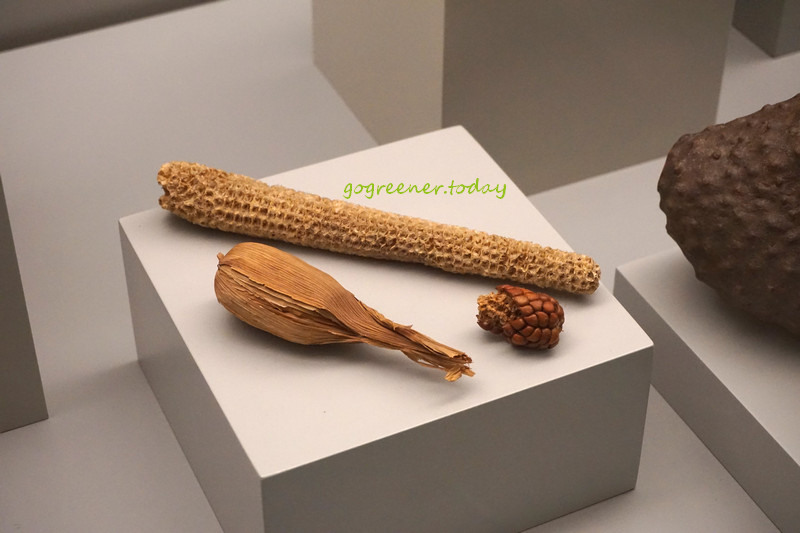 西班牙馬德里景點_美洲博物館Museo de América_玉米糧食 西班牙馬德里景點_美洲博物館Museo de América_玉米糧食