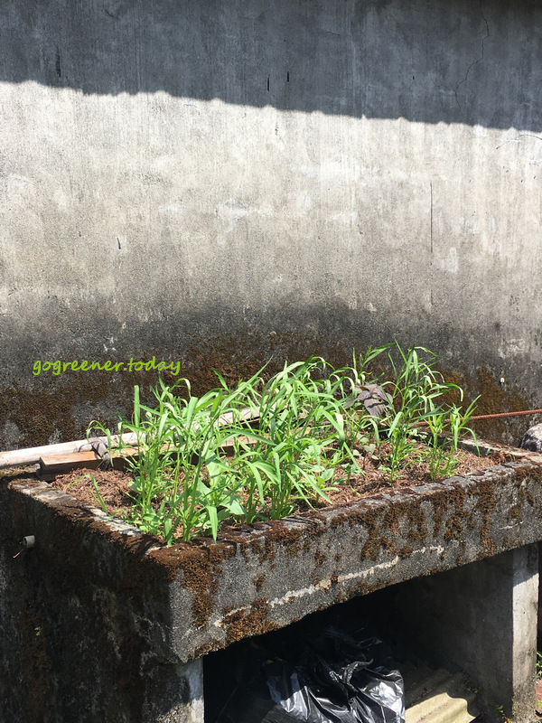 廢棄洗手台改造為菜圃 廢棄洗手台改造為菜圃