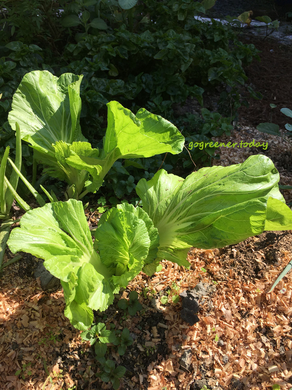 無農藥、無化肥、無除草劑的自耕刈菜 無農藥、無化肥、無除草劑的自耕刈菜