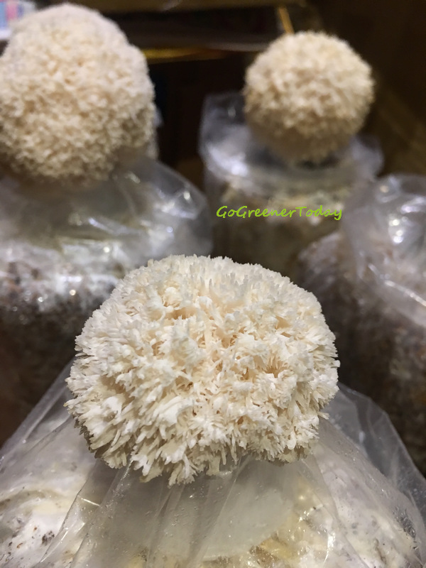 有機猴頭菇 菇菇太空包 有機猴頭菇 菇菇太空包