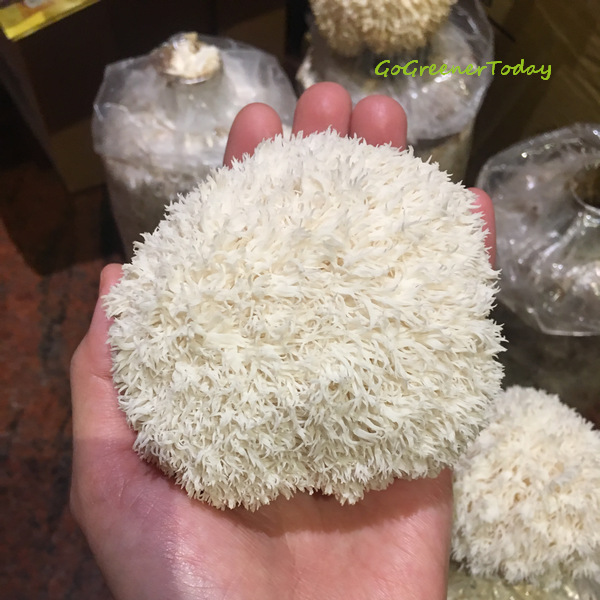 有機猴頭菇 菇菇太空包 有機猴頭菇 菇菇太空包