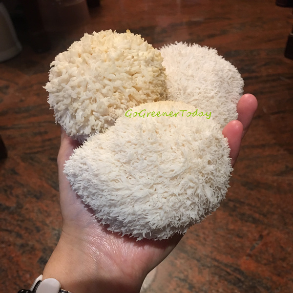 有機猴頭菇 菇菇太空包 有機猴頭菇 菇菇太空包