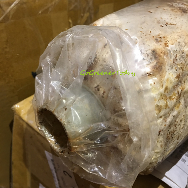 有機猴頭菇 菇菇太空包 有機猴頭菇 菇菇太空包