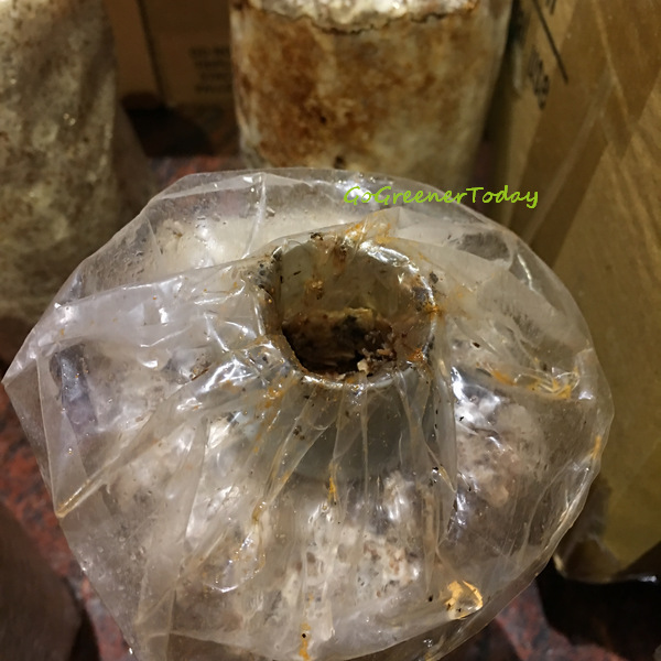 有機猴頭菇 菇菇太空包 有機猴頭菇 菇菇太空包