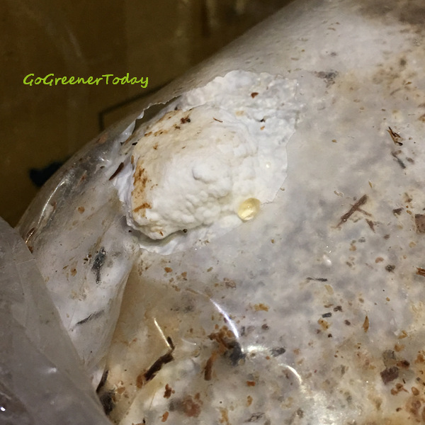 有機猴頭菇 菇菇太空包 有機猴頭菇 菇菇太空包