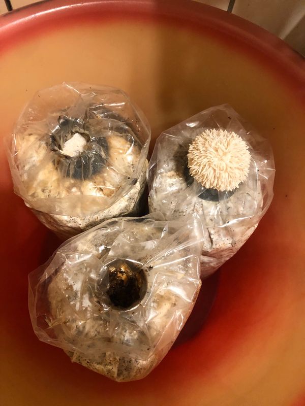 食草人養的菇菇包,準備再次出菇啦! 食草人養的菇菇包,準備再次出菇啦!