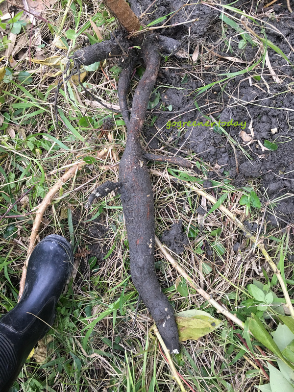 無農藥、無化肥、無除草劑的自耕樹薯 無農藥、無化肥、無除草劑的自耕樹薯