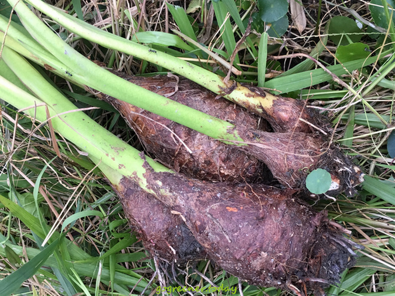 無農藥、無化肥、無除草劑的自耕芋頭