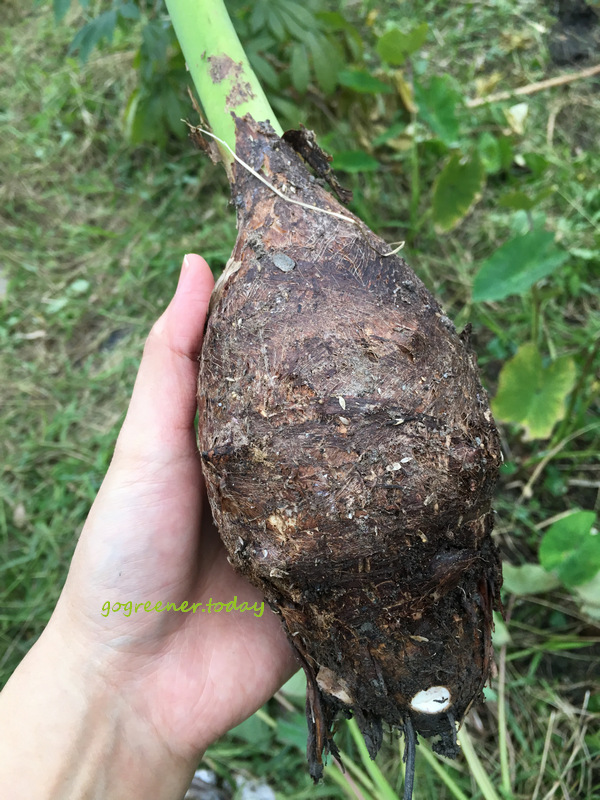 無農藥、無化肥、無除草劑的自耕芋頭 無農藥、無化肥、無除草劑的自耕芋頭