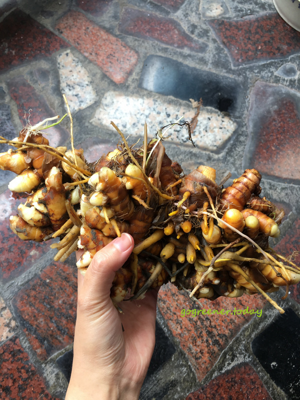 無農藥、無化肥、無除草劑的自耕薑黃 無農藥、無化肥、無除草劑的自耕薑黃