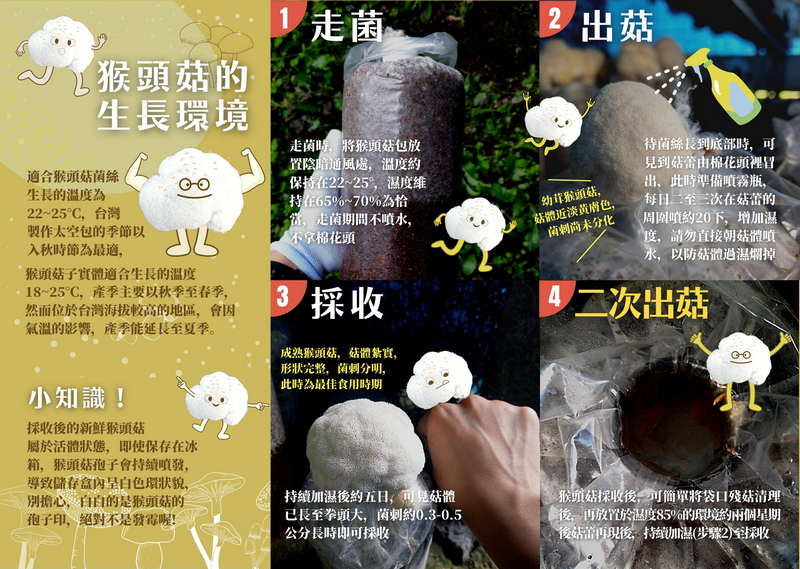 宜蘭有機竹林松杉靈芝農場_猴頭菇 宜蘭有機竹林松杉靈芝農場_猴頭菇