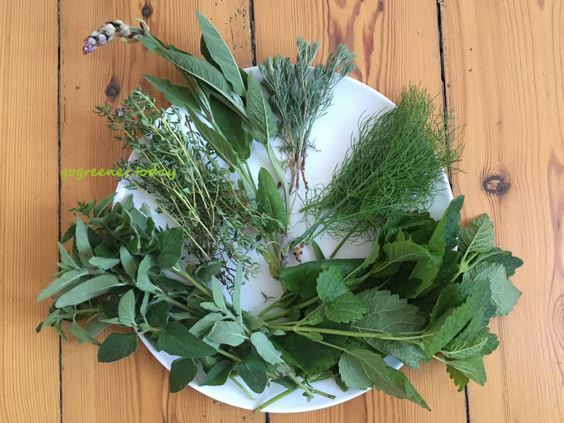 丹麥志工_樸門永續設計城市菜園Valbyhaven