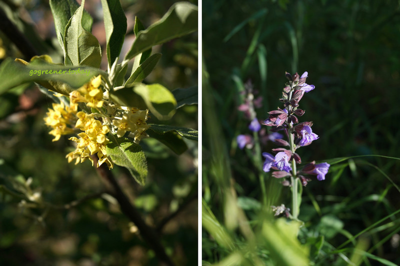 丹麥志工_樸門永續設計城市菜園Valbyhaven