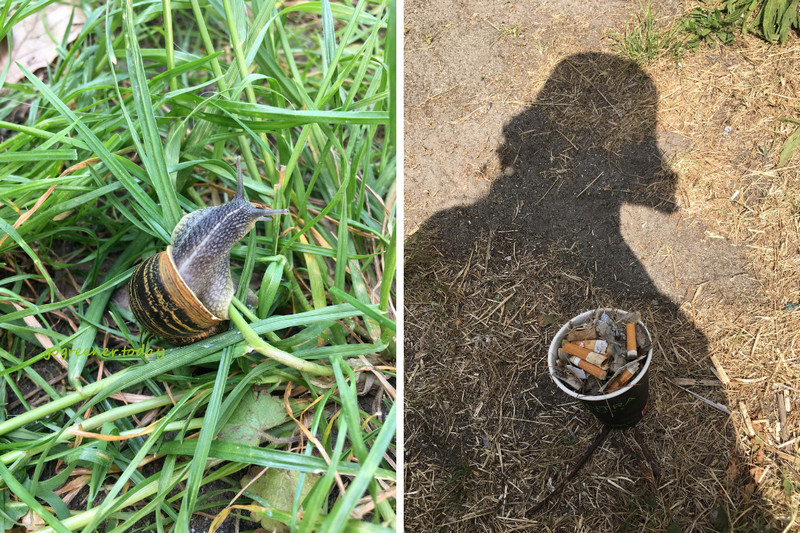 丹麥志工_樸門永續設計城市菜園Valbyhaven