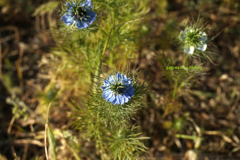 丹麥志工_樸門永續設計城市菜園Valbyhaven