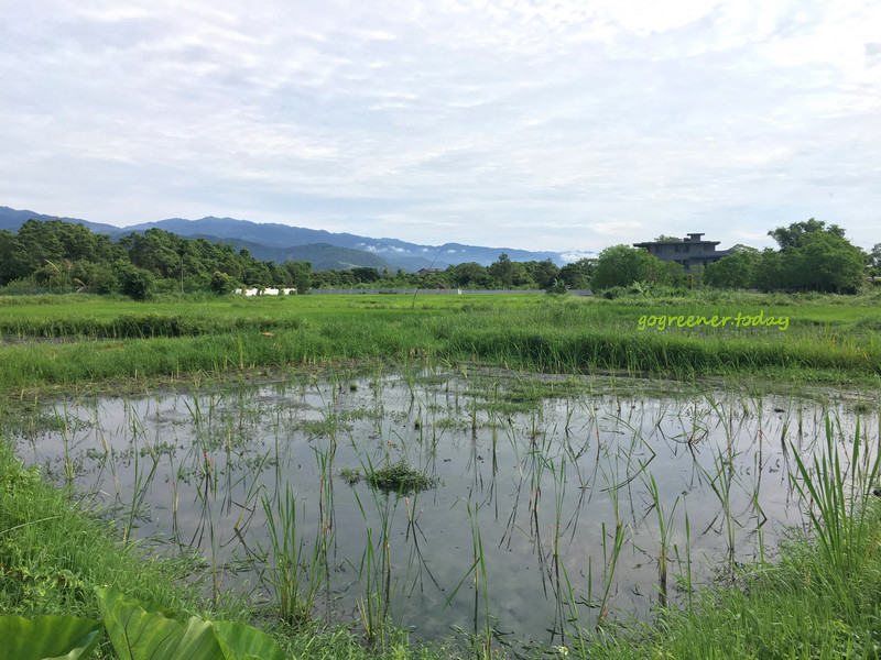 樹仔下_自然農法筊白筍_無農藥無肥料無除草劑 樹仔下_自然農法筊白筍_無農藥無肥料無除草劑