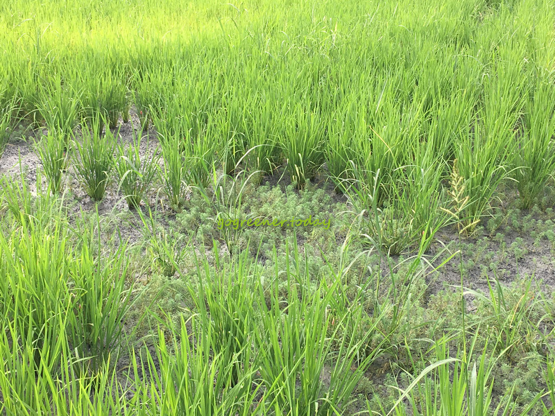 樹仔下_自然農法黑米、芋香香米_無農藥無肥料無除草劑_粉綠狐尾藻 樹仔下_自然農法黑米、芋香香米_無農藥無肥料無除草劑_粉綠狐尾藻