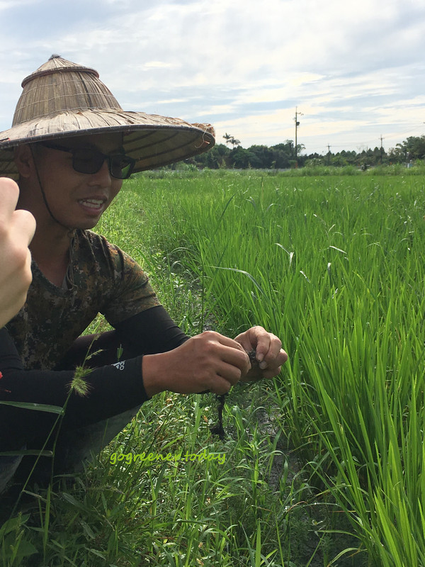 樹仔下_自然農法黑米、芋香香米_無農藥無肥料無除草劑_粉綠狐尾藻 樹仔下_自然農法黑米、芋香香米_無農藥無肥料無除草劑_粉綠狐尾藻