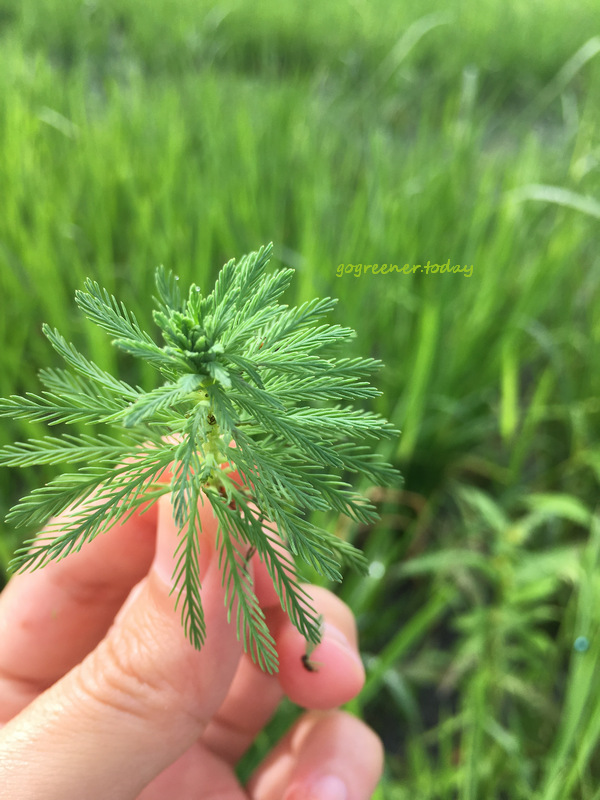 樹仔下_自然農法黑米、芋香香米_無農藥無肥料無除草劑_粉綠狐尾藻 樹仔下_自然農法黑米、芋香香米_無農藥無肥料無除草劑_粉綠狐尾藻