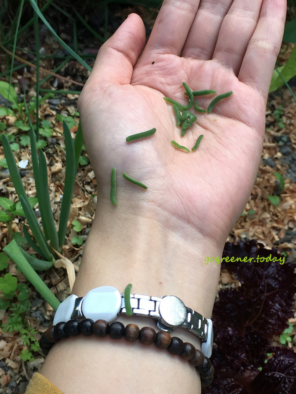 環境與食農教育_紋白蝶幼蟲 環境與食農教育_紋白蝶幼蟲