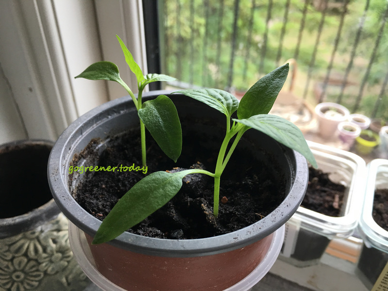 窗台種植練習_紅甜椒 窗台種植練習_紅甜椒