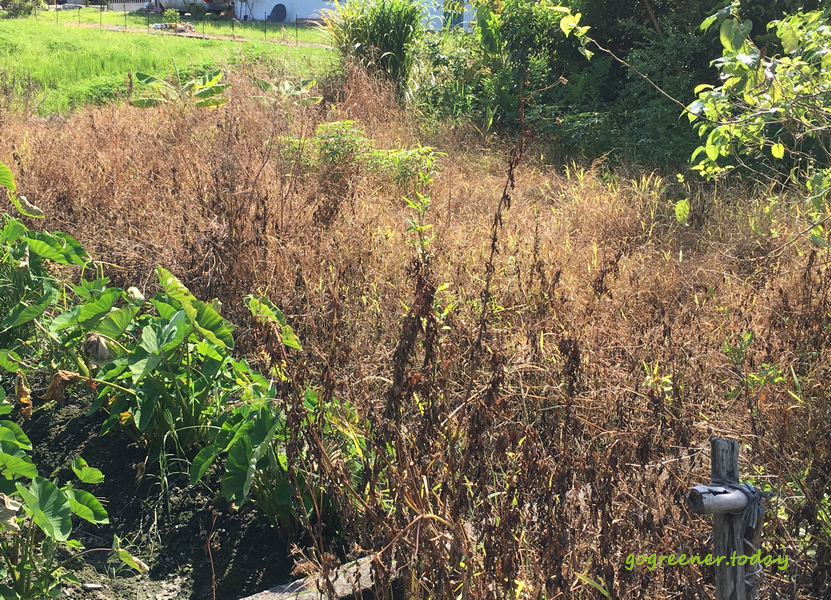 竹米菜園被噴除草劑…受傷的土地 竹米菜園被噴除草劑...受傷的土地