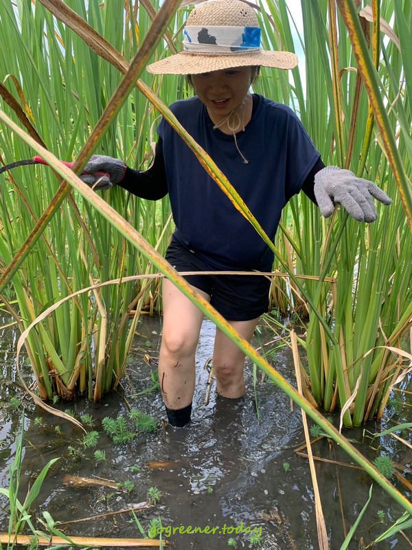 樹仔下自然農法茭白筍採收 樹仔下自然農法茭白筍採收