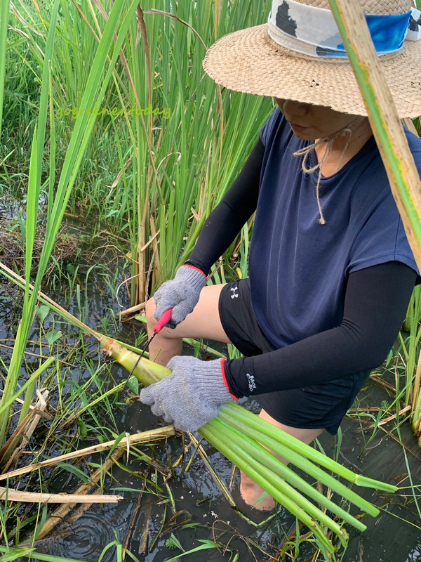 樹仔下自然農法茭白筍採收 樹仔下自然農法茭白筍採收