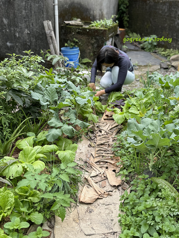 永續過好年_奈米菜園