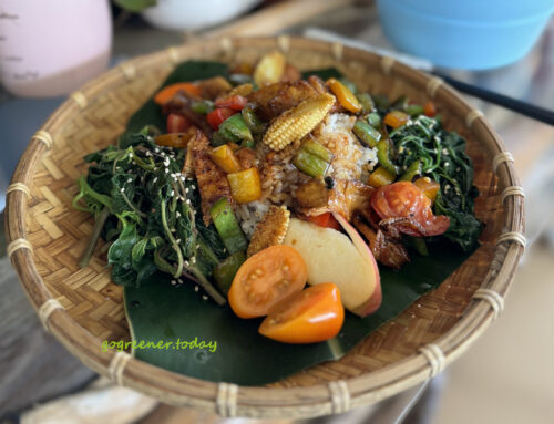 台東都蘭｜都蘭國樓上的蔬食餐廳－藝蔬咖食坊 kiso kiy’a